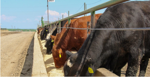 Feeder Cattle Futures: A Comprehensive Overview Feeder Cattle Futures: A Comprehensive Overview