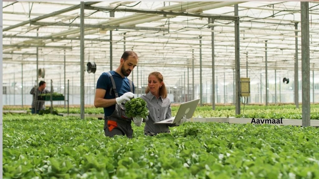 Aavmaal: The Future of Eco-Friendly Agriculture Starts Here Aavmaal: The Future of Eco-Friendly Agriculture Starts Here